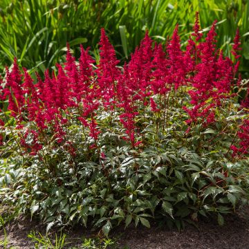 Astilbe japonica Red Sentinel