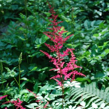 Astilbe 'Prof. van der Wielen' - Van Berkum Nursery