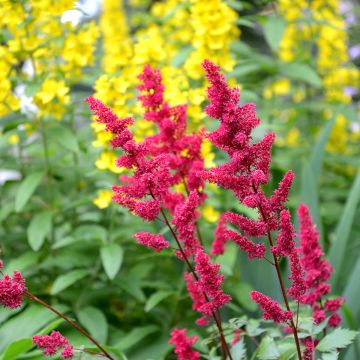 Astilbe japonica Vesuvius - Astilbe du Japon Vesuvius  