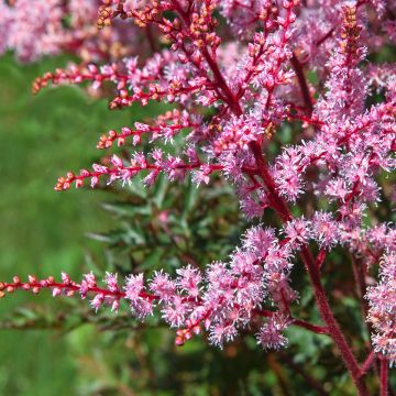 Astilbe simplicifolia Key West