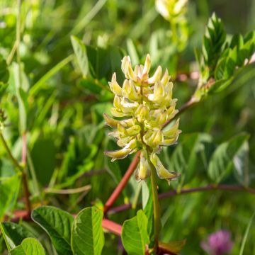 Astragalus glycyphyllos