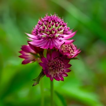 Astrance - Astrantia Star of Love