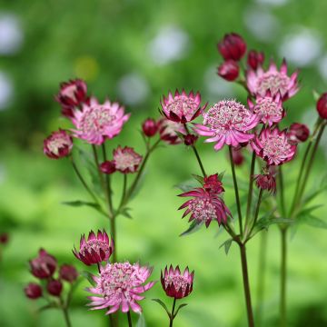 Astrance - Astrantia major Claret