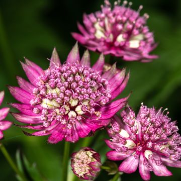 Astrance - Astrantia major Rubra