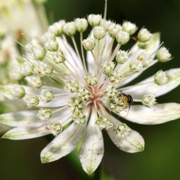 Astrance - Astrantia major White Giant