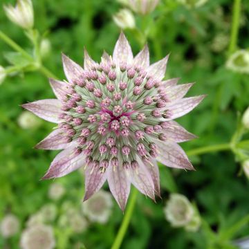 Astrance - Astrantia major Florence