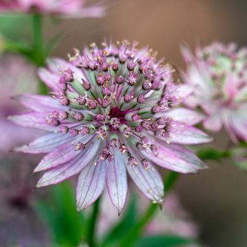 Astrantia major - Grande Astrance 