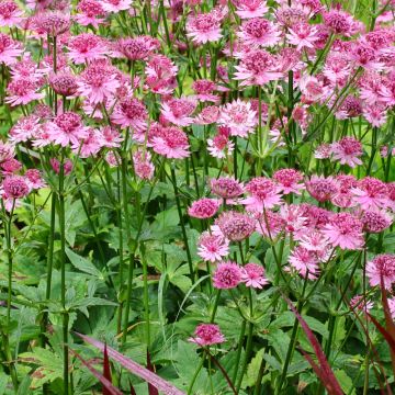 Astrance - Astrantia major Rosensinfonie