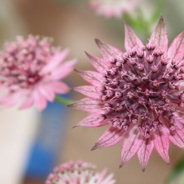 Astrance - Astrantia major Rubra