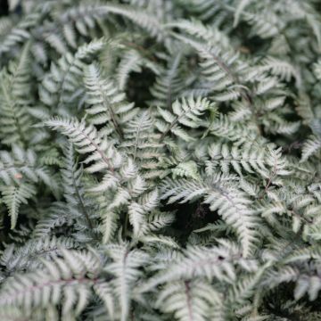 Athyrium niponicum Pewter Lace - Fougère Peinte