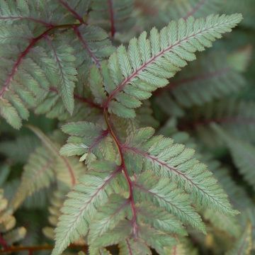 Athyrium niponicum var. pictum Red Beauty, Fougère femelle