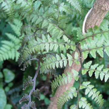 Athyrium otophorum var. okanum - Fougère femelle du Japon