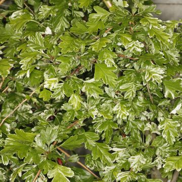 Aubépine - Crataegus monogyna Variegata