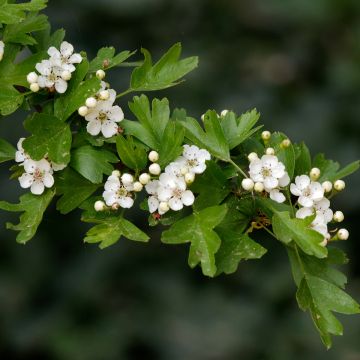 Aubépine - Crataegus monogyna Xanthocarpa