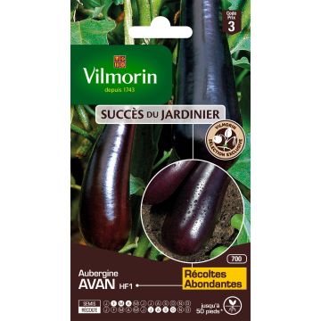 Aubergine Avan F1 (Création Vilmorin) - Vilmorin