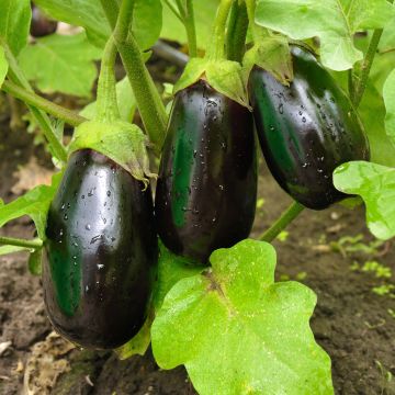 Aubergine Bonica F1 en plants GREFFES - Plante-aux-œufs