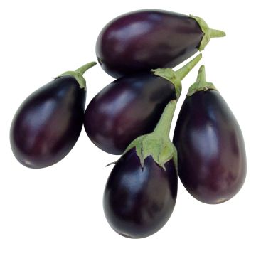 Aubergine Ophelia F1 en plants