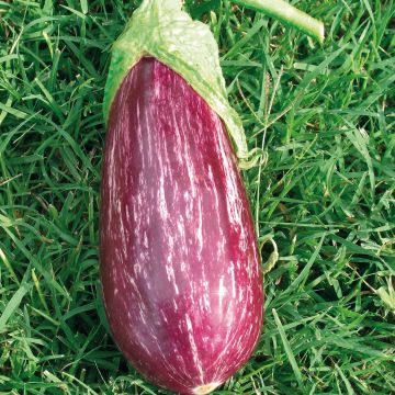 Aubergine Rania F1 en plants GREFFES