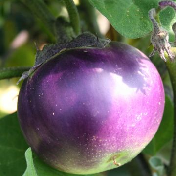 Aubergine Ronde de Valence - Solanum melongena