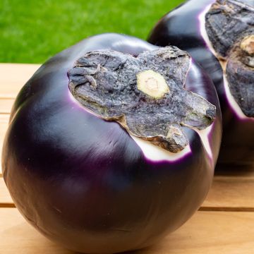 Aubergine Violetta Di Firenze - Ferme de Ste Marthe