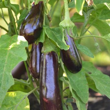 Aubergine Violetta Lunga 3 Bio - Ferme de Sainte Marthe