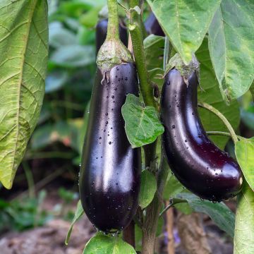 Aubergine De Barbentane - Ferme de Ste Marthe