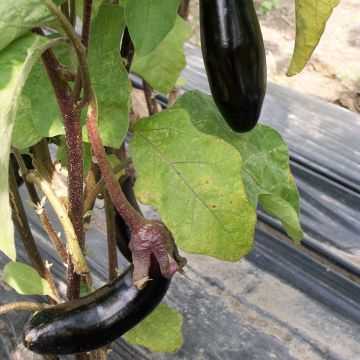 Aubergine De Barbentane - Ferme de Ste Marthe