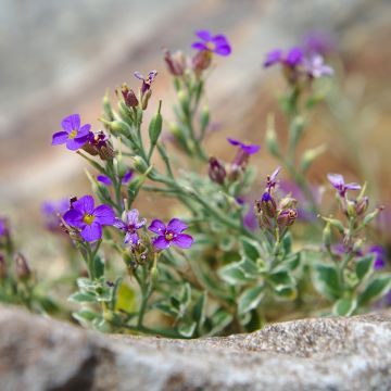 Aubriète panachée - Aubrieta Dr Mules Variegated