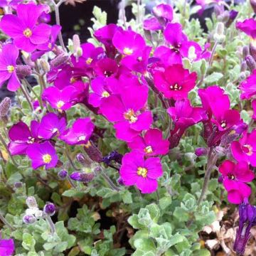 Aubriète rouge - Aubrieta Cascade Red