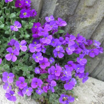 Aubriète violette - Aubrieta Cascade Purple