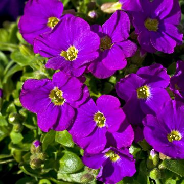 Aubriète violette - Aubrieta Cascade Purple
