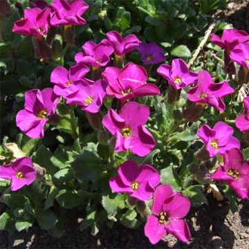 Aubriete Red Carpet