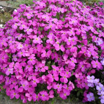 Aubriète, Aubrietia macedonica