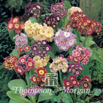 Auricula Douglas Prize Mix 