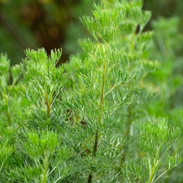 Artemisia abrotanum - Aurone 