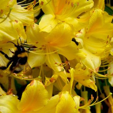 Azalée de Chine Lingot d'Or - Rhododendron hybride