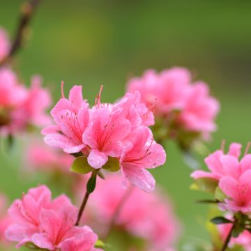 Azalée du Japon Sylvester - Rhododendron hybride