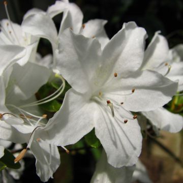 Azalée du Japon Palestrina - Rhododendron hybride