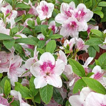 Azalée du Japon Ho Oden - Rhododendron hybride