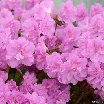 Azalée du Japon Elsie Lee - Rhododendron hybride