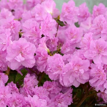 Boules à mites Bloomin - 40 pièces - Bois de cèdre contre les