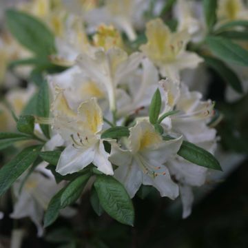 Azalée de Chine Daviesii - Azalea mollis