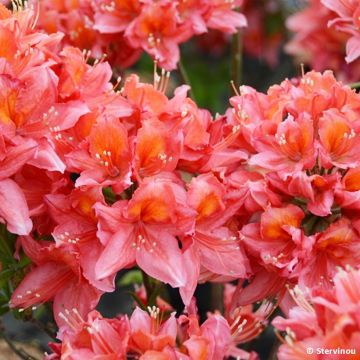 Azalée de Chine Demoiselles de Boutiguery Aurora - Rhododendron hybride