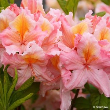 Azalée de Chine Demoiselles de Boutiguery Callista - Rhododendron hybride