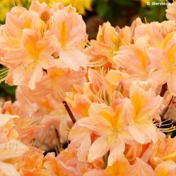 Azalée de Chine Demoiselles de Boutiguery Nella - Rhododendron hybride