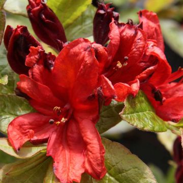 Azalée de Chine Nabucco - Azalea Mollis