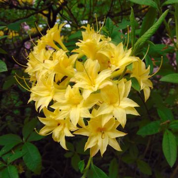 Azalée de Chine Narcissiflora - Azalea (x) luteum