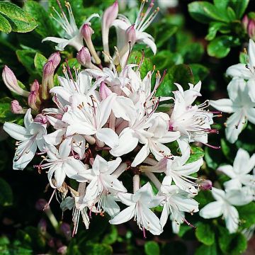 Azalée de Chine Sommerduft - Rhododendron viscosum