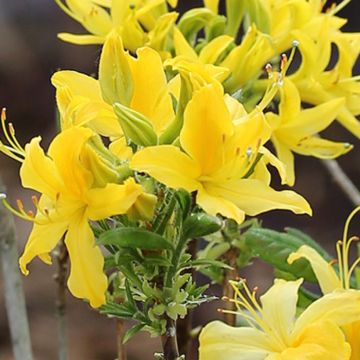 Azalée de Floride - Rhododendron austrinum