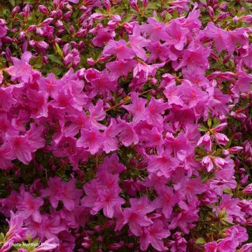 Azalée du Japon Blue Danube - Rhododendron hybride.
